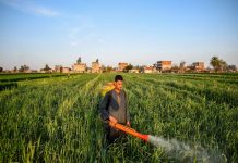 تأديب باحثين حذروا من مرض صدأ القمح