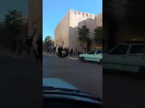 مكناس : مطاردة نعامة في الشوارع