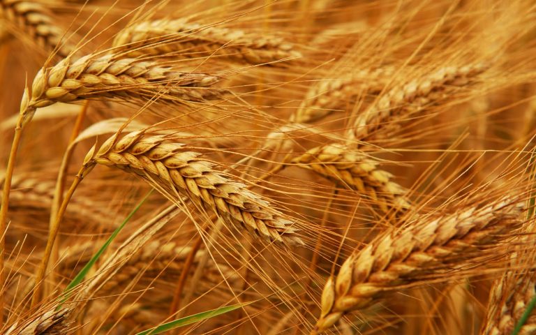 قلق من تأخر الأمطار وانعكاسه على انتاج الحبوب