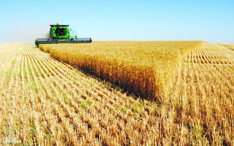 مباحثات حول سوق القمح الأستراليّة لتنويع الأسواق المصدرة