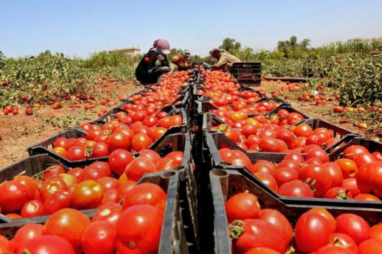 المغرب يرفع صادراته في الطماطم والأسماك