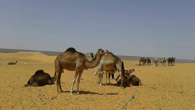 زاكورة : ضبط إبل محملة بطن من الشيرا