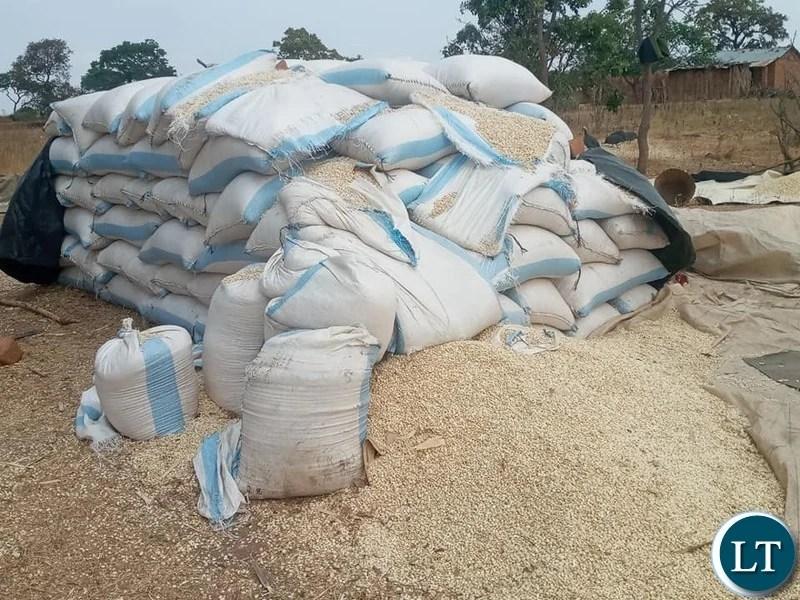 FRA should urgently give its full position on maize procurement in this marketing season, wastage is costly-CTPD FRA should urgently give its full position on maize procurement in this marketing season, wastage is costly-CTPD