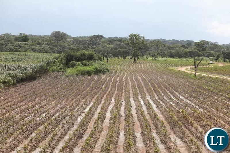 Meteorological Department advises Farmers not to begin the planting Season as the dry spell will continue Meteorological Department advises Farmers not to begin the planting Season as the dry spell will continue