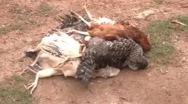 Lusaka Mayor Exposes Sale Of Diseased Dead Chickens For Consumption In Lusaka Lusaka Mayor Exposes Sale Of Diseased Dead Chickens For Consumption In Lusaka