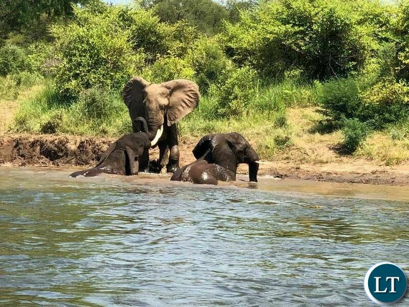 President Hichilema consistently opposed mining in Lower Zambezi, he should now cancel the license President Hichilema consistently opposed mining in Lower Zambezi, he should now cancel the license