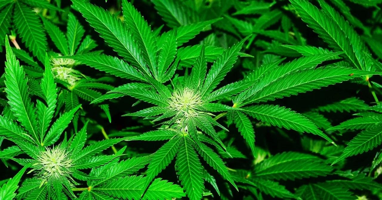 ZNS To Set Up Three Canabis Plantations ZNS To Set Up Three Canabis Plantations