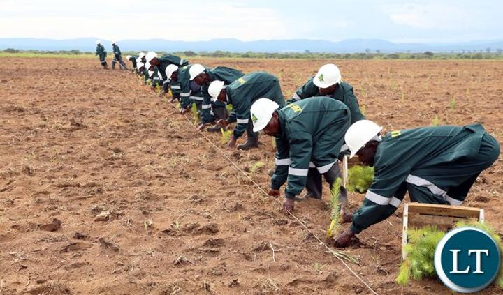 ZAFFICO managing approximately 48,000 hectares of exotic tree plantations in Copperbelt Province alone ZAFFICO managing approximately 48,000 hectares of exotic tree plantations in Copperbelt Province alone
