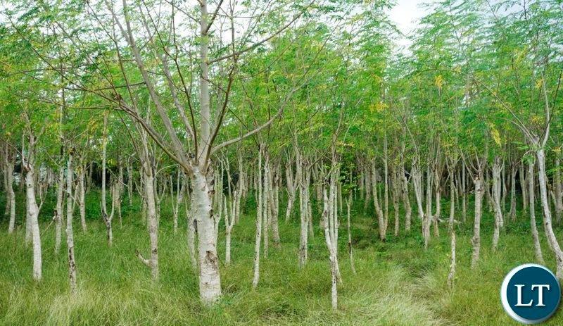 Wood extraction attributed to the country’s deforestation Wood extraction attributed to the country’s deforestation