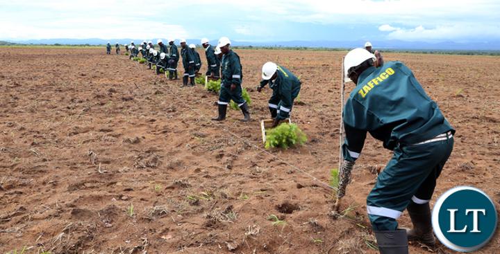 ZAFFICO creates 5,000 new seasonal jobs ZAFFICO creates 5,000 new seasonal jobs