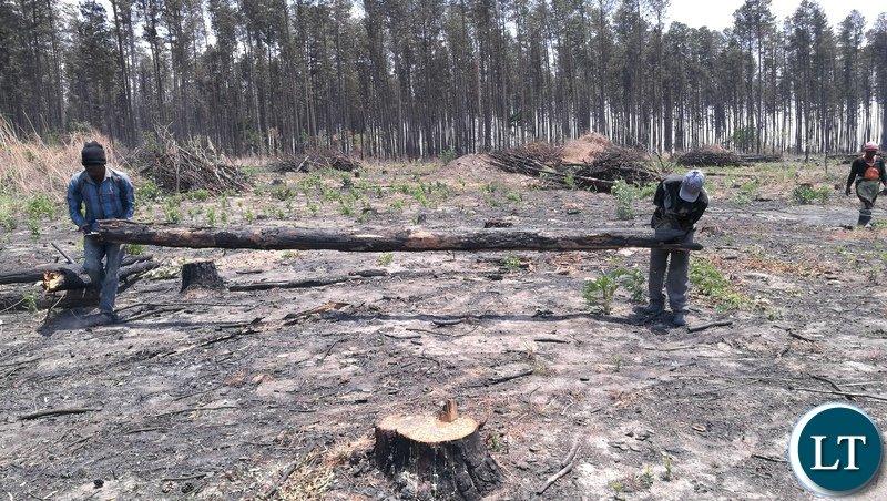 Government starts dismantling debt owed to ZAFFICO Government starts dismantling debt owed to ZAFFICO