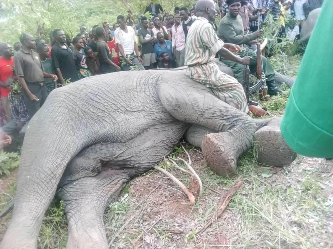 Police detain wildlife officer who shot dead 2 people while putting down murderous elephants in Pemba Police detain wildlife officer who shot dead 2 people while putting down murderous elephants in Pemba
