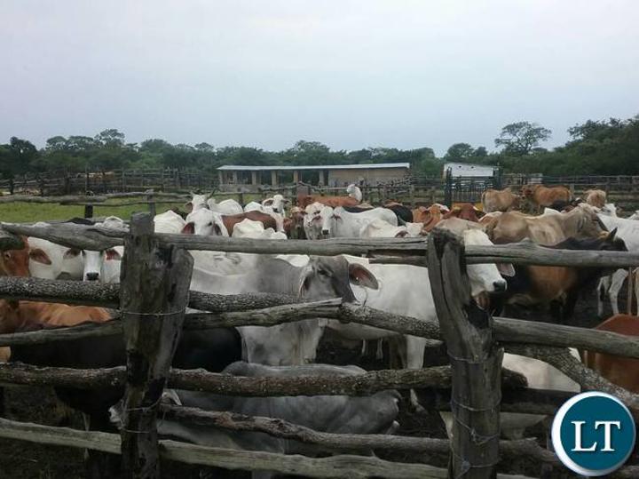 Livestock sector needs to becomes a key sector in the country’s economic diversification agenda Livestock sector needs to becomes a key sector in the country’s economic diversification agenda
