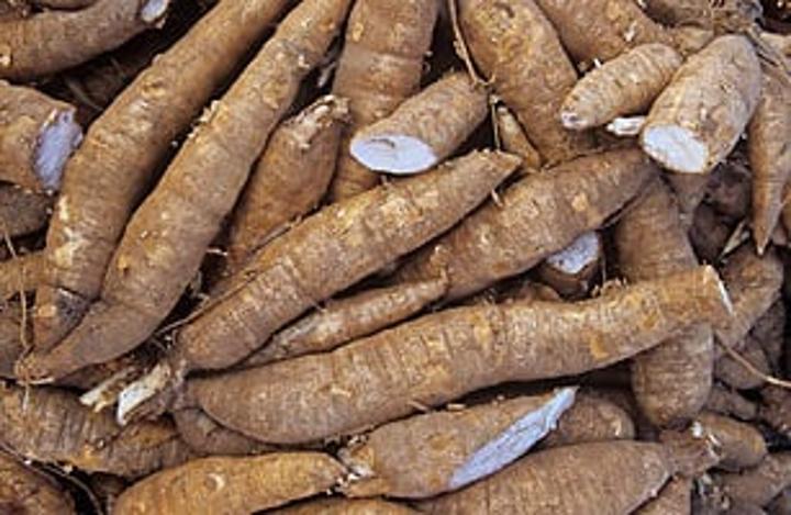 Virus breaks out, affects cassava fields in Chipili Virus breaks out, affects cassava fields in Chipili