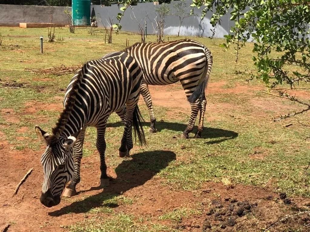 Court Hands Back Lusambo’s House & Animals Court Hands Back Lusambo’s House & Animals