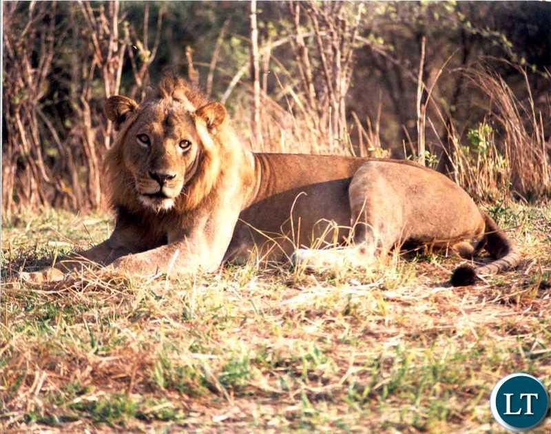Lone lion spotted in Chirundu Lone lion spotted in Chirundu