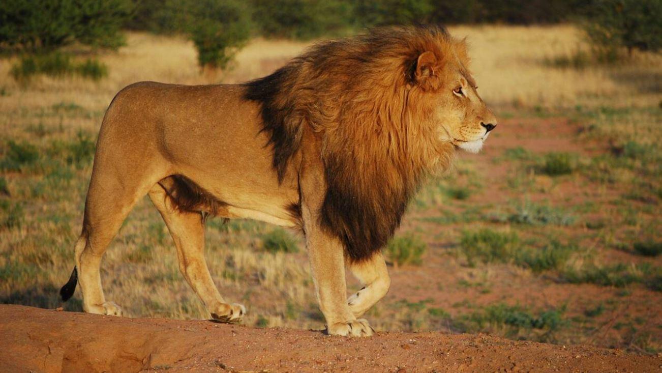 Snare and shotgun injuries reveal more about threats to lions and leopards in Zambia Snare and shotgun injuries reveal more about threats to lions and leopards in Zambia