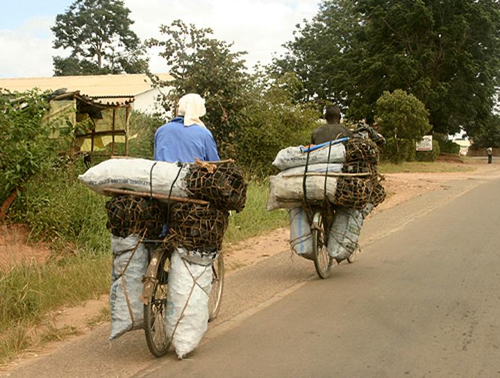 Forestry department chase after Illegal charcoal burners Forestry department chase after Illegal charcoal burners