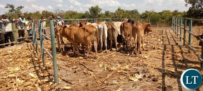Better fed animals are better protected from diseases – Phiri