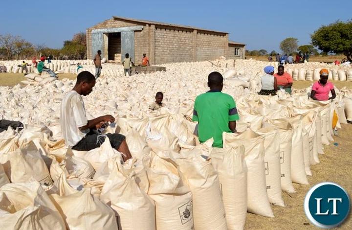 The K160 Floor Price for Maize Sets by FRA Receives Mixed Reactions The K160 Floor Price for Maize Sets by FRA Receives Mixed Reactions