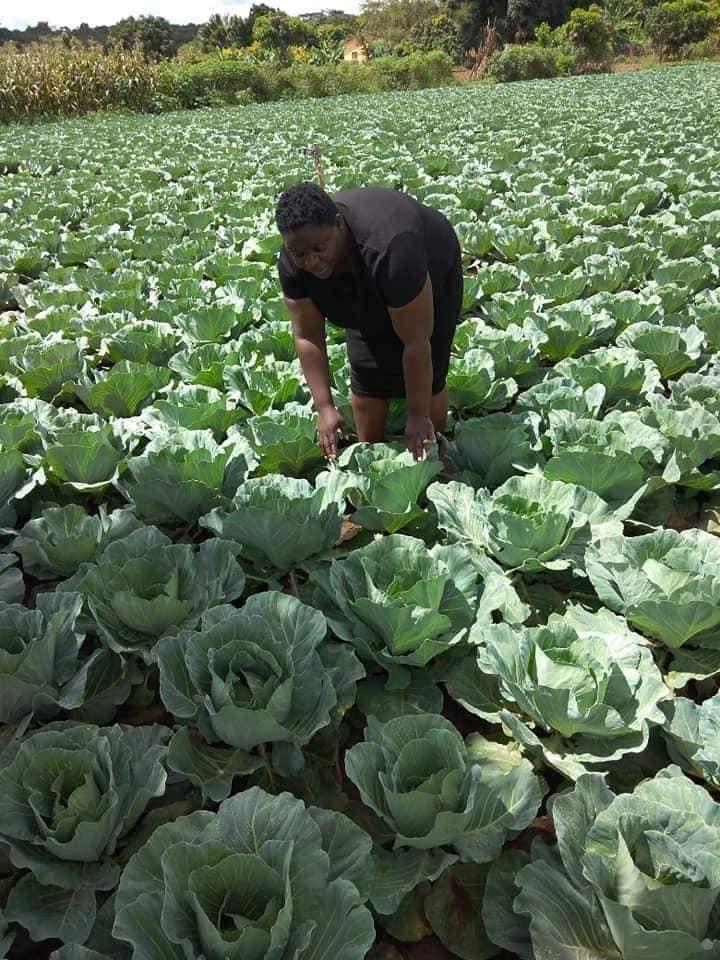 Farmers Union taking offence at the availability of cheap fresh vegetables shocks Consumer Association Farmers Union taking offence at the availability of cheap fresh vegetables shocks Consumer Association