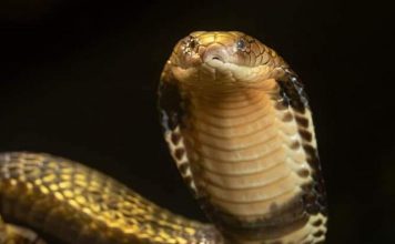 Cobra effect Cobra effect