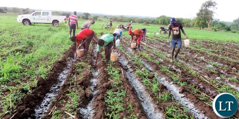 Failure by government to follow the Agriculture Calendar has an adverse impact on the Zambia’s food security Failure by government to follow the Agriculture Calendar has an adverse impact on the Zambia’s food security