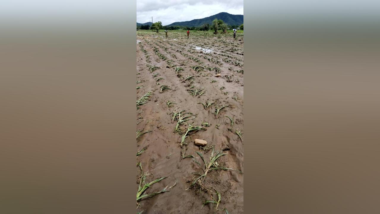 Heavy rains destroy maize, bean fields in Mbala Heavy rains destroy maize, bean fields in Mbala