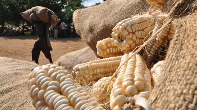 Government will supply maize to millers to control rise of mealie meal prices – Agriculture Minister Government will supply maize to millers to control rise of mealie meal prices – Agriculture Minister
