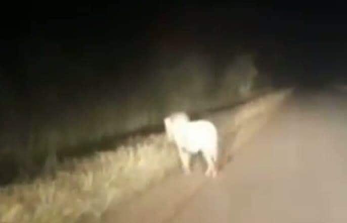 Wildlife Police Officers And The Wildlife Veterinary Officers Deployed On The Ground To Collect Data On Reported Lone Lion In Lilayi Wildlife Police Officers And The Wildlife Veterinary Officers Deployed On The Ground To Collect Data On Reported Lone Lion In Lilayi
