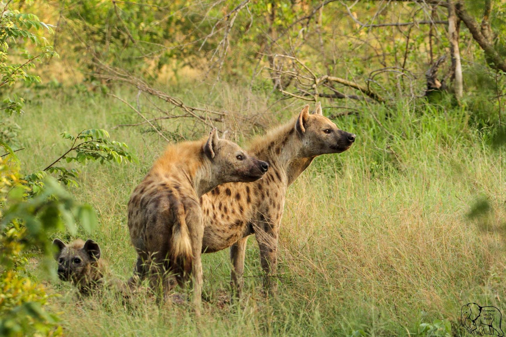 Hyenas destroy crops, irrigation equipment in Katete District Hyenas destroy crops, irrigation equipment in Katete District