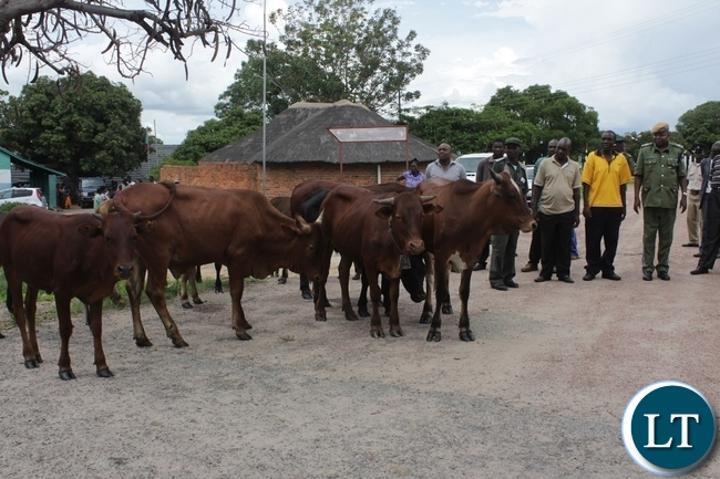 Western province massive vaccination of cattle to kick off-Chikote Western province massive vaccination of cattle to kick off-Chikote