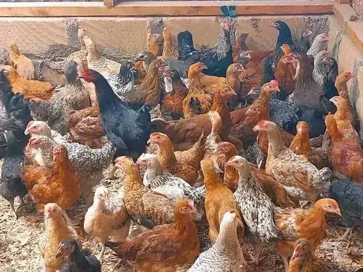 Mansa District receives livestock empowerment package Mansa District receives livestock empowerment package