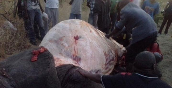 Lundazi trio jailed for unlawful possession of game meat Lundazi trio jailed for unlawful possession of game meat