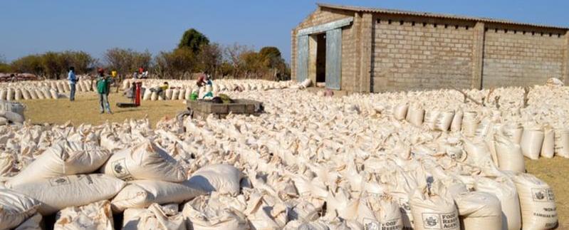 FRA on course to buy 2.6 million bags of maize in Muchinga FRA on course to buy 2.6 million bags of maize in Muchinga