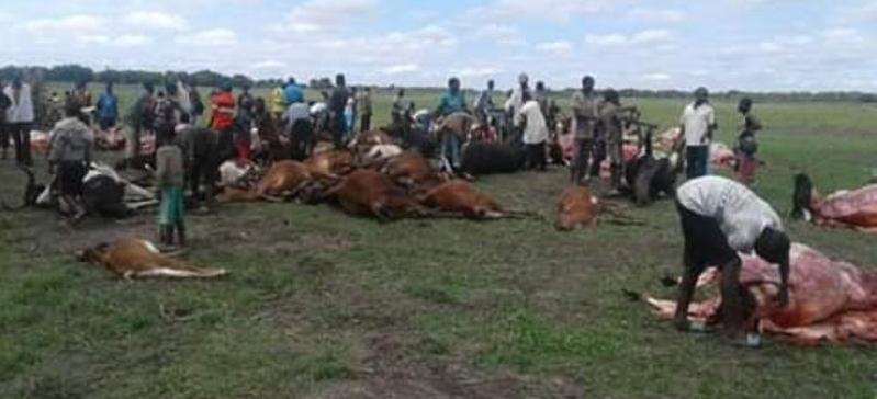 Anthrax breaks out in Nalolo district Anthrax breaks out in Nalolo district