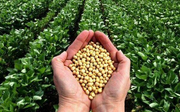 Chinese Agriculture Minister Encourages Zambian Farmers to Boost Soya Bean Production for Export Chinese Agriculture Minister Encourages Zambian Farmers to Boost Soya Bean Production for Export