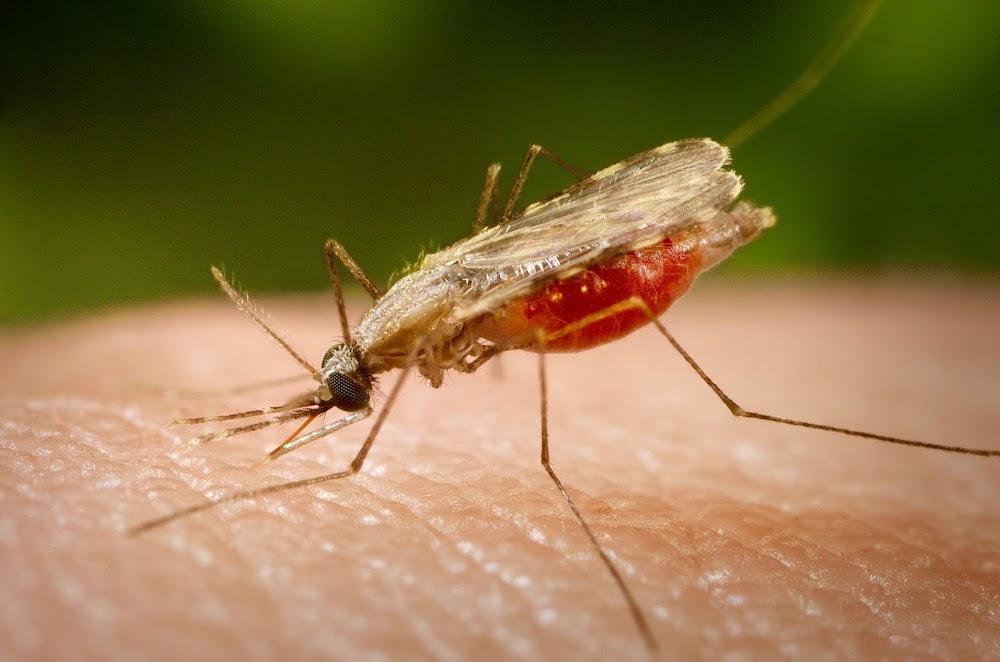 How genetically modifying mosquitoes could strengthen war on malaria How genetically modifying mosquitoes could strengthen war on malaria