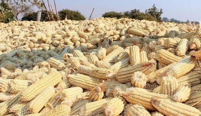 Government praised for distributing farming inputs early Government praised for distributing farming inputs early