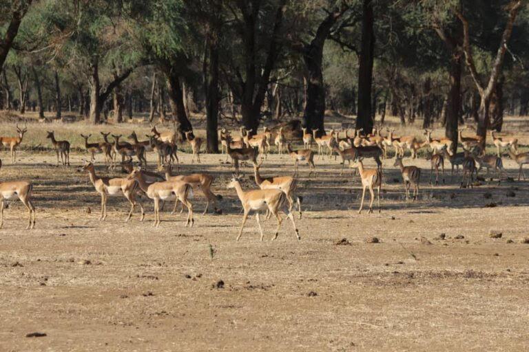 BirdLife welcomes cancellation of mining project in Zambia’s Lower Zambezi National Park BirdLife welcomes cancellation of mining project in Zambia’s Lower Zambezi National Park