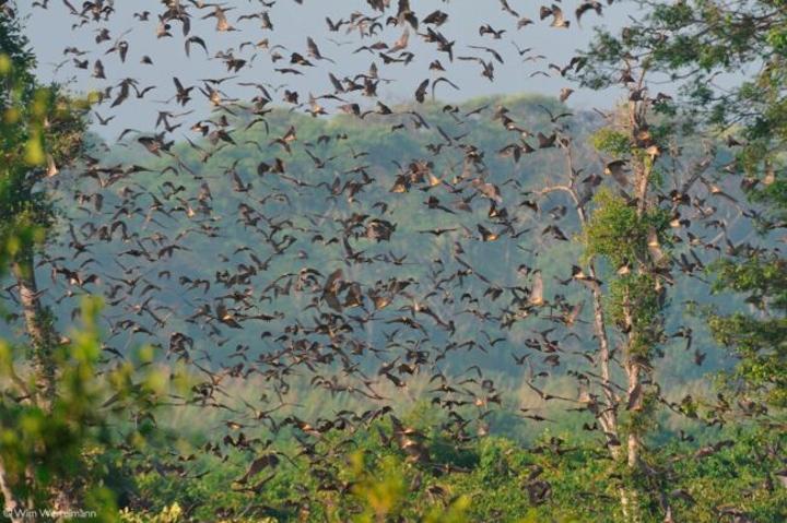 Kasama Residents Urged to Embrace Migratory Bats in Northern Zambia Kasama Residents Urged to Embrace Migratory Bats in Northern Zambia