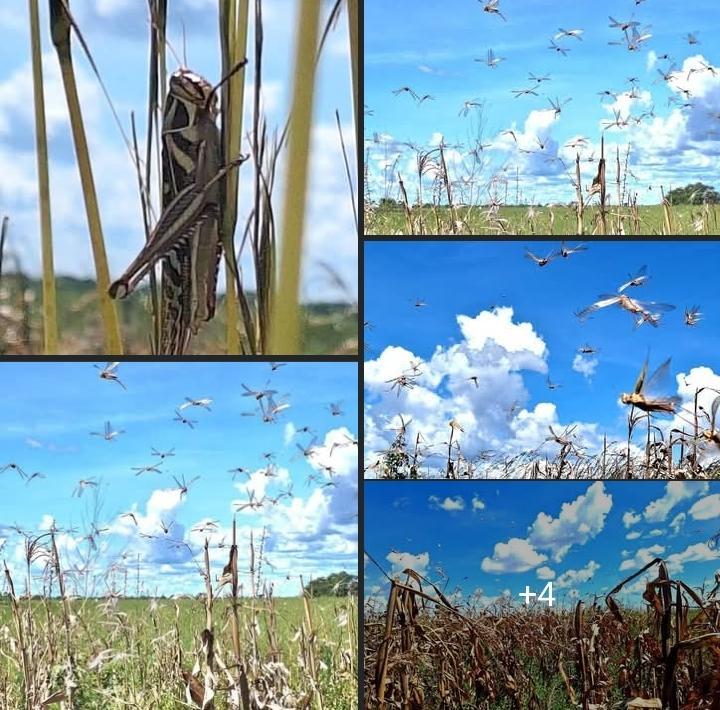 DMMU ANNOUNCES LOCUST INVASION IN SELECTED DISTRICTS OF WESTERN PROVINCE, ASSURES RESIDENTS OF IMMINENT AERIAL SPRAYING DMMU ANNOUNCES LOCUST INVASION IN SELECTED DISTRICTS OF WESTERN PROVINCE, ASSURES RESIDENTS OF IMMINENT AERIAL SPRAYING
