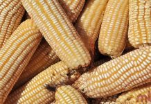 Malawi Purchases 200,000 Tonnes of Maize from Zambia Malawi Purchases 200,000 Tonnes of Maize from Zambia