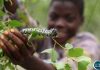 Caterpillar Harvesting Affects Voter Registration Caterpillar Harvesting Affects Voter Registration
