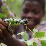 Caterpillar Harvesting Affects Voter Registration Caterpillar Harvesting Affects Voter Registration