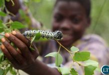 Caterpillar Harvesting Affects Voter Registration Caterpillar Harvesting Affects Voter Registration