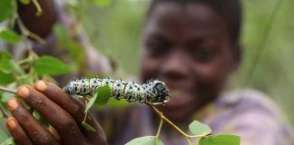 Caterpillar Harvesting Affects Voter Registration Caterpillar Harvesting Affects Voter Registration