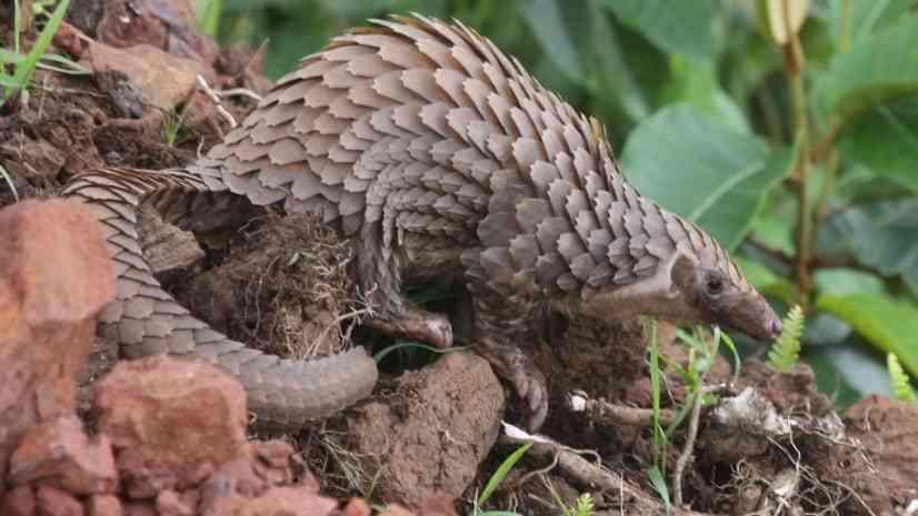 Zim leads Africa in pangolin poaching arrests Zim leads Africa in pangolin poaching arrests