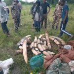 Namibian Authorities Detain Zambian Poachers With Tusks Namibian Authorities Detain Zambian Poachers With Tusks