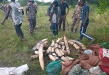Namibian Authorities Detain Zambian Poachers With Tusks Namibian Authorities Detain Zambian Poachers With Tusks